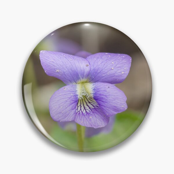 Item preview, Purple wild violet flower in springtime designed and sold by KRFNatureGifts.