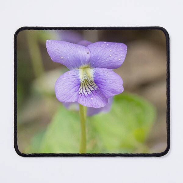 Item preview, Purple wild violet flower in springtime designed and sold by KRFNatureGifts.