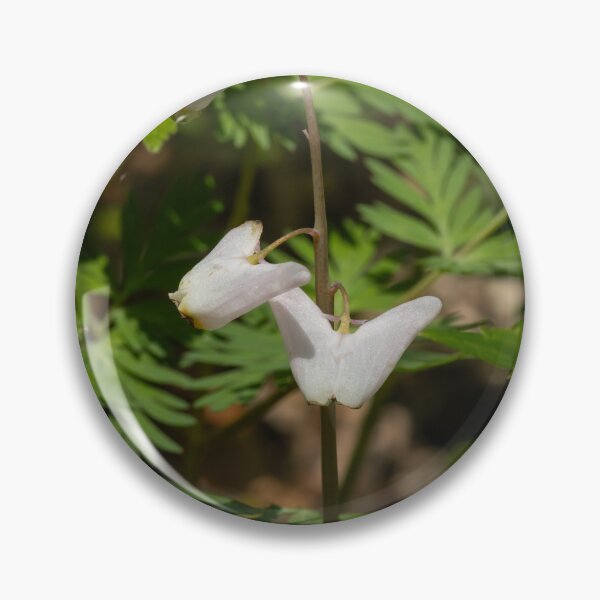 Item preview, Dutchman's Breeches wildflowers blooming in springtime designed and sold by KRFNatureGifts.