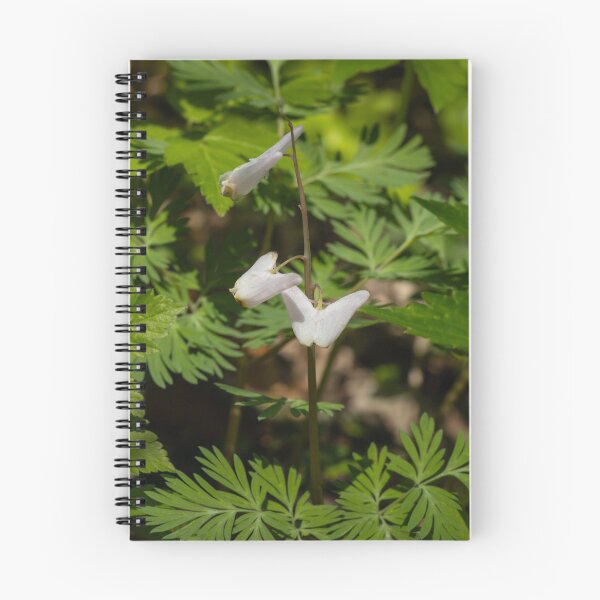Item preview, Dutchman's Breeches wildflowers blooming in springtime designed and sold by KRFNatureGifts.