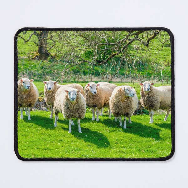 Item preview, Sheeps ! designed and sold by Geoff Shoults.
