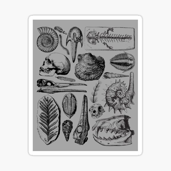 Item preview, Fossil Collage - 2x2.5in Rectangular Sticker/Magnet designed and sold by AutumnWonders.