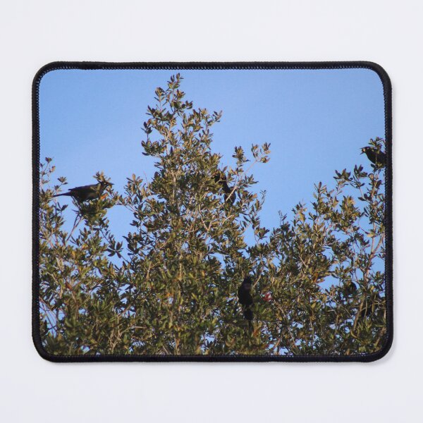 Item preview, Grackle quartet chillin in the trees  designed and sold by Birdgirlcreates.