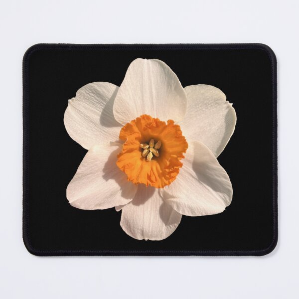 Item preview, White Orange Daffodil designed and sold by ascherf.
