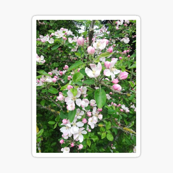 Item preview, Pink apple blossom photograph  designed and sold by esvb.