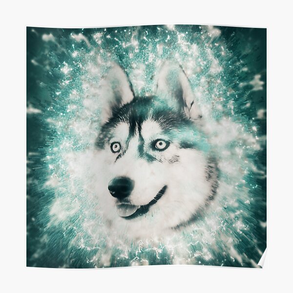 Siberian Husky Poster