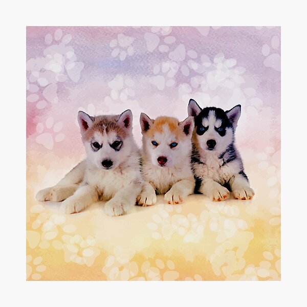 Item preview, Siberian Husky Puppies designed and sold by k9printart.