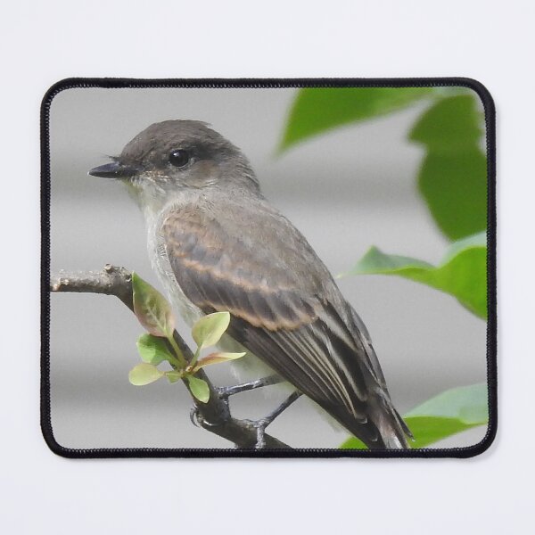 Item preview, Eastern Phoebe designed and sold by priesterjen.