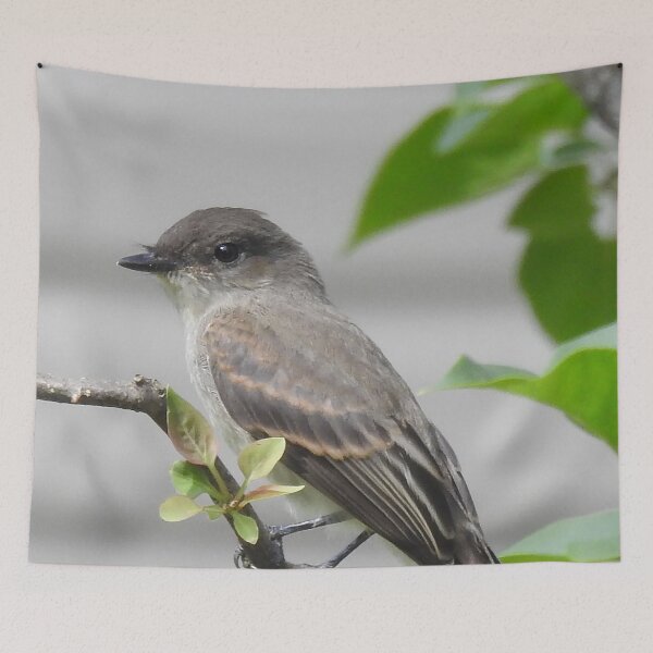Item preview, Eastern Phoebe designed and sold by priesterjen.