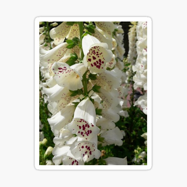 Aperçu de l'œuvre Gros plan de fleurs de digitale créée et vendue par CaliGirlTreasur.