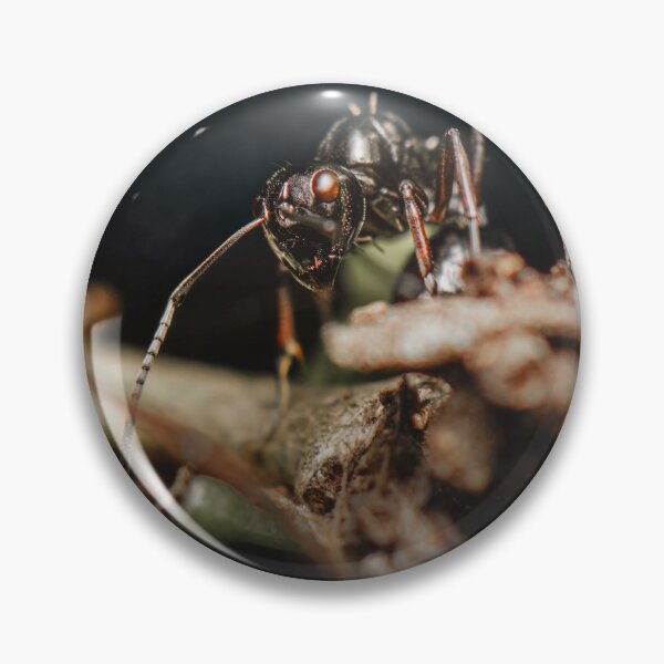 Item preview, Dome-backed Spiny Ant designed and sold by robdwildlife.
