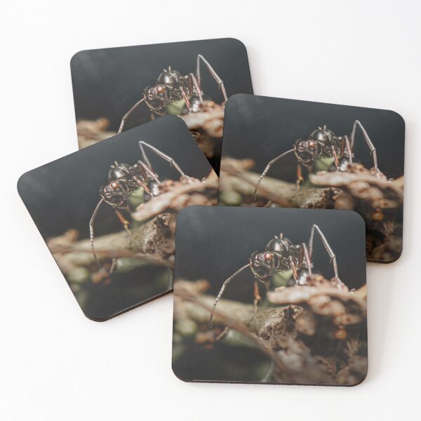 Item preview, Dome-backed Spiny Ant designed and sold by robdwildlife.
