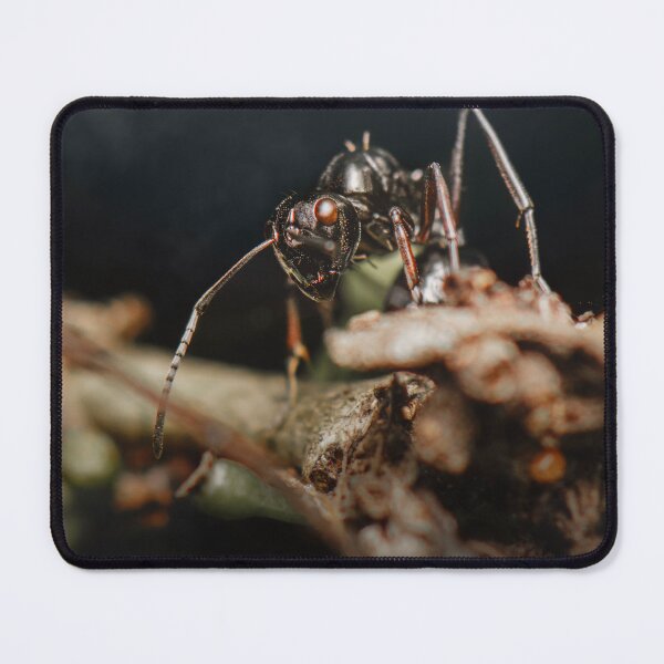 Item preview, Dome-backed Spiny Ant designed and sold by robdwildlife.