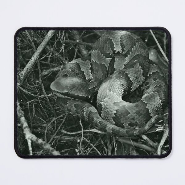Item preview, Copperhead Snake Black And White designed and sold by MercerImages.