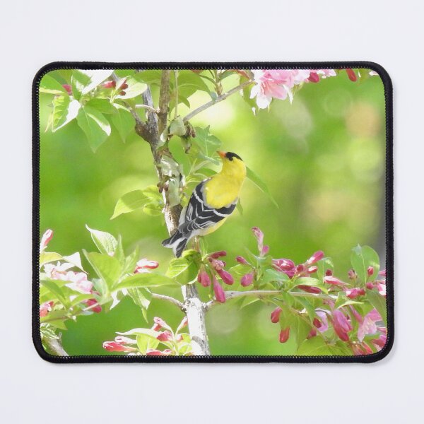 Item preview, American Goldfinch  designed and sold by priesterjen.