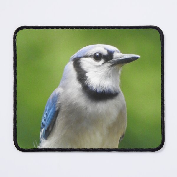Item preview, Blue Jay 1 designed and sold by priesterjen.