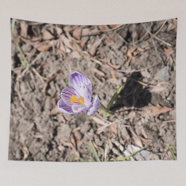 Item preview, Purple Striped Crocus Flower Blooming Solo designed and sold by Georgia Mizuleva.