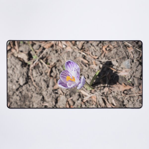 Item preview, Purple Striped Crocus Flower Blooming Solo designed and sold by Georgia Mizuleva.