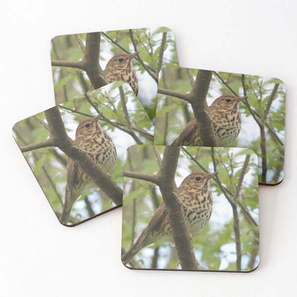 Item preview, Song Thrush waiting to serenade me from the trees designed and sold by Bird22Shot.