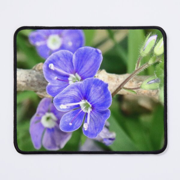 Item preview, Germander Speedwell designed and sold by Bird22Shot.