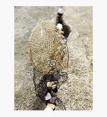 Leaf skeleton Photographic Print