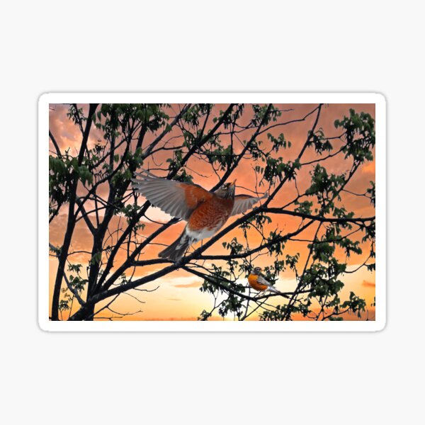 Item preview, North American Robin designed and sold by billfox256.