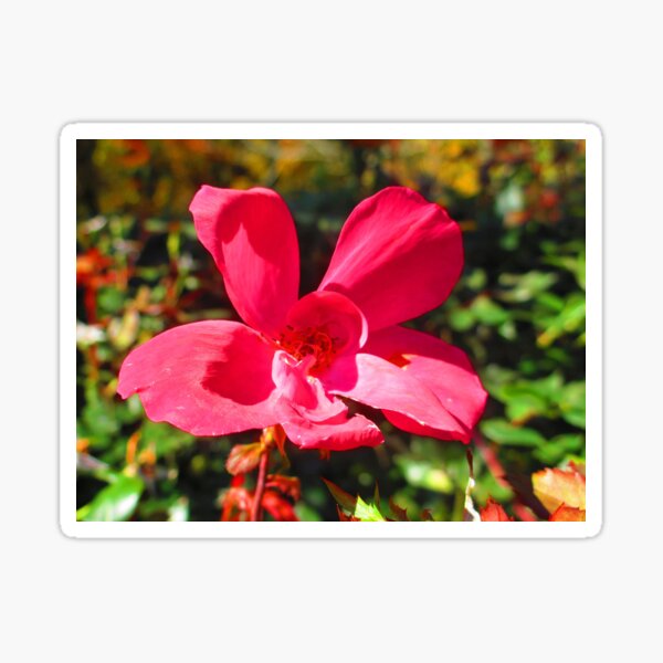 Item preview, Pretty in Pink designed and sold by Prints of Grohowski .