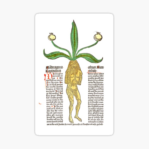 Item preview, Mandragora - Johannes von Cube  - Gart der Gesundheit designed and sold by ElNiro.