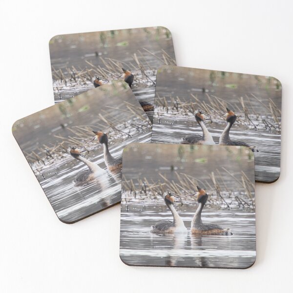 Item preview, Shall we dance. Great crested grebe designed and sold by Jouko Lehto Photography.