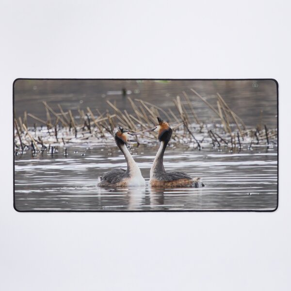Item preview, Shall we dance. Great crested grebe designed and sold by Jouko Lehto Photography.