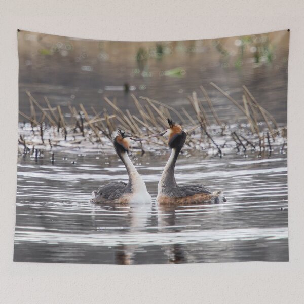 Item preview, Shall we dance. Great crested grebe designed and sold by Jouko Lehto Photography.