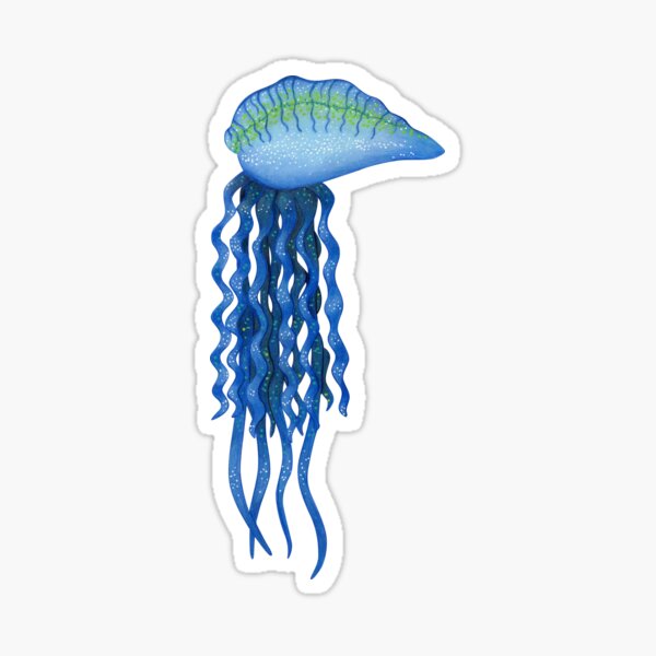 Bluebottle Qualle Südafrika Sticker
