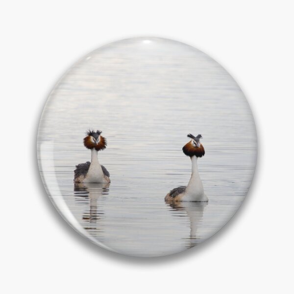 Artikelvorschau, Haubentaucher, Kuva-Lehto, Lehtokukka-Fotografie, Lintu, Podiceps cristatus, Vogel, Kevät, Luonto, Migration, Muutto, Natur, Seidenkiuikku, Frühling entworfen und verkauft von Jouko Lehto Photography.