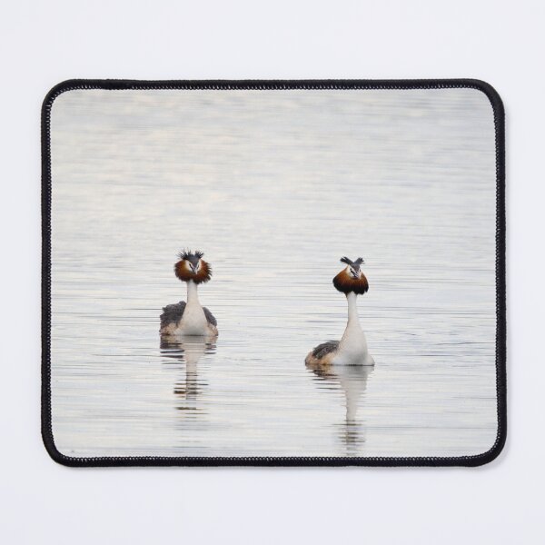 Artikelvorschau, Haubentaucher, Kuva-Lehto, Lehtokukka-Fotografie, Lintu, Podiceps cristatus, Vogel, Kevät, Luonto, Migration, Muutto, Natur, Seidenkiuikku, Frühling entworfen und verkauft von Jouko Lehto Photography.