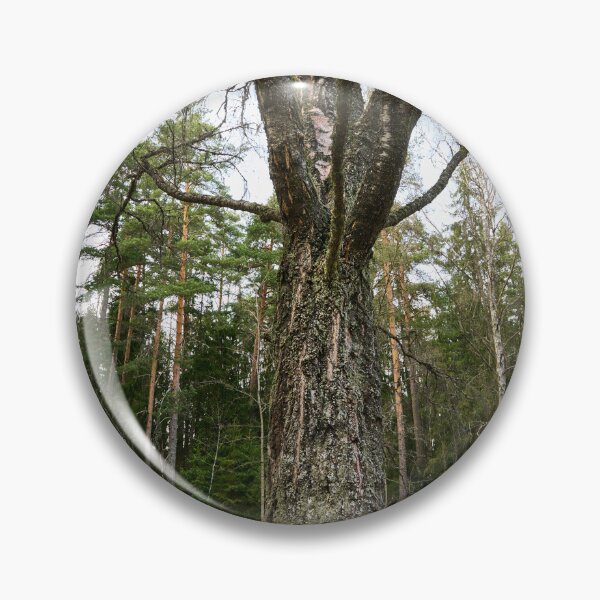 Item preview, The birch of the old graveyard designed and sold by Jouko Lehto Photography.