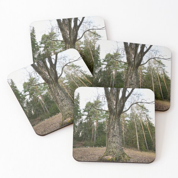 Item preview, The birch of the old graveyard designed and sold by Jouko Lehto Photography.