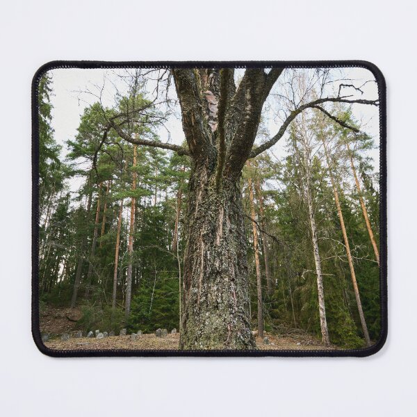 Item preview, The birch of the old graveyard designed and sold by Jouko Lehto Photography.