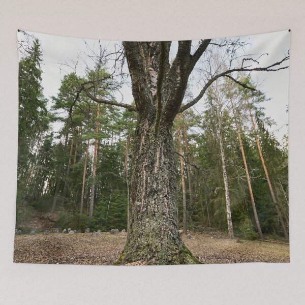 Item preview, The birch of the old graveyard designed and sold by Jouko Lehto Photography.