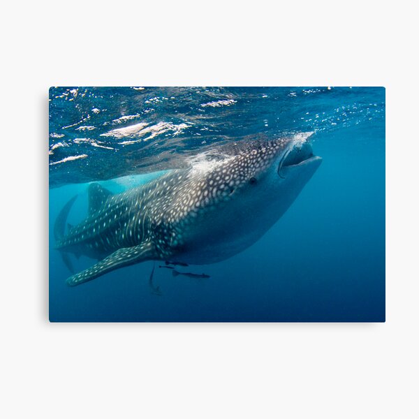 Whaleshark Canvas Print