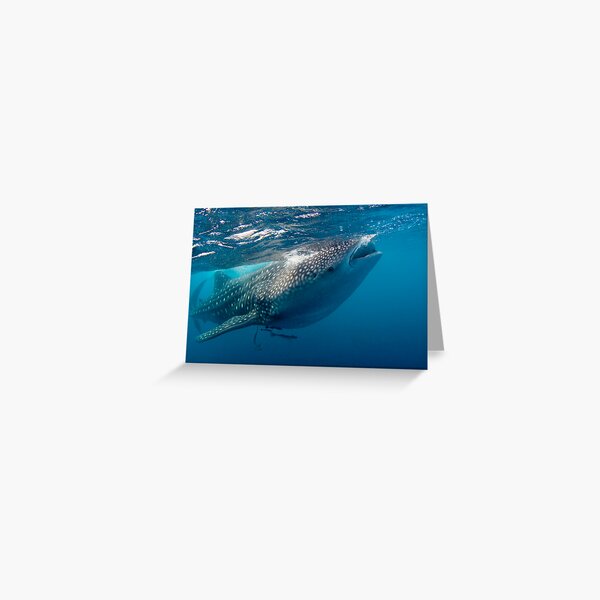 Item preview, Whaleshark designed and sold by Carlos Villoch.