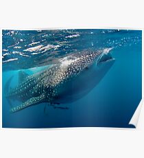 Whaleshark Poster