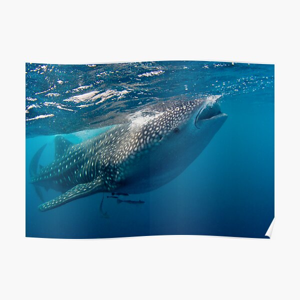 Whaleshark Poster