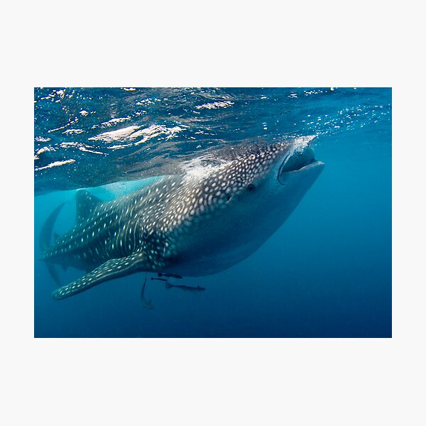 Whaleshark Photographic Print