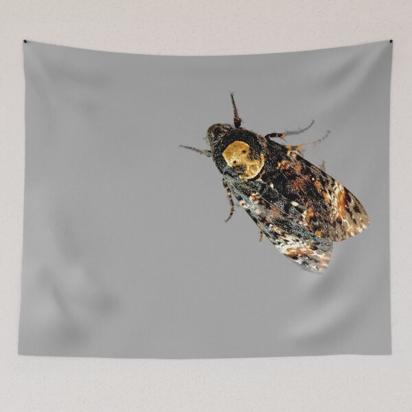 Item preview, Acherontia skull hawkers designed and sold by neugart.