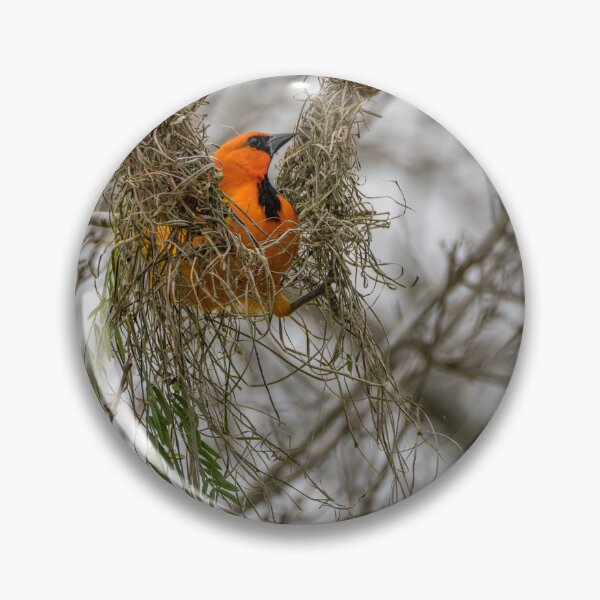 Item preview, Altamira Oriole Protecting the Nest designed and sold by Debra Martz.