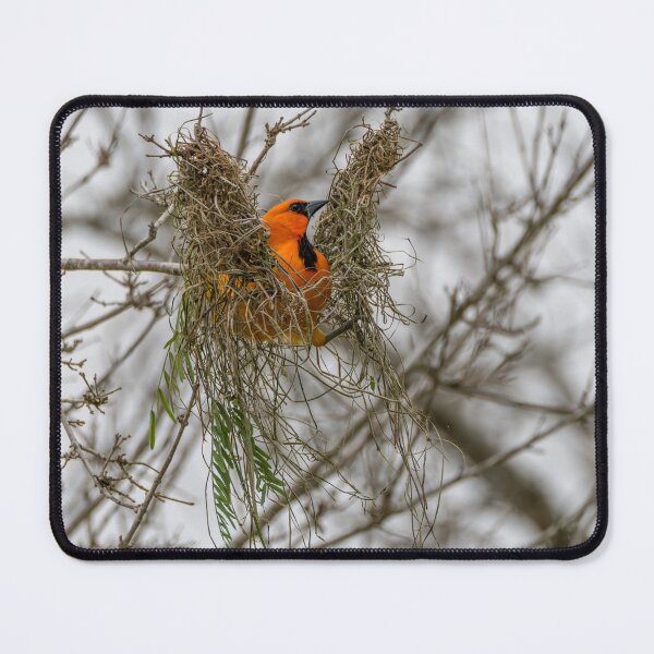 Item preview, Altamira Oriole Protecting the Nest designed and sold by Debra Martz.