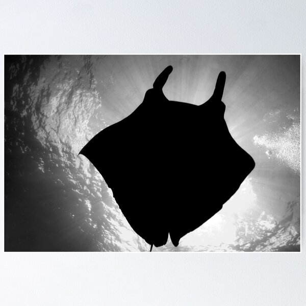 Item preview, Manta Silhouette B&W designed and sold by MattTworkowski.