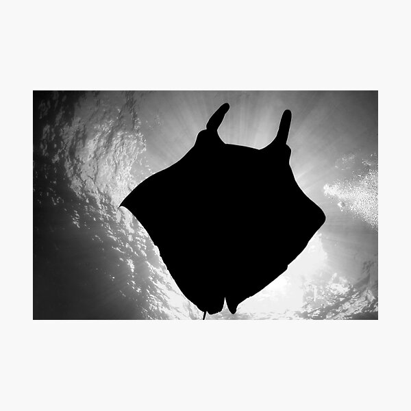 Item preview, Manta Silhouette B&W designed and sold by MattTworkowski.