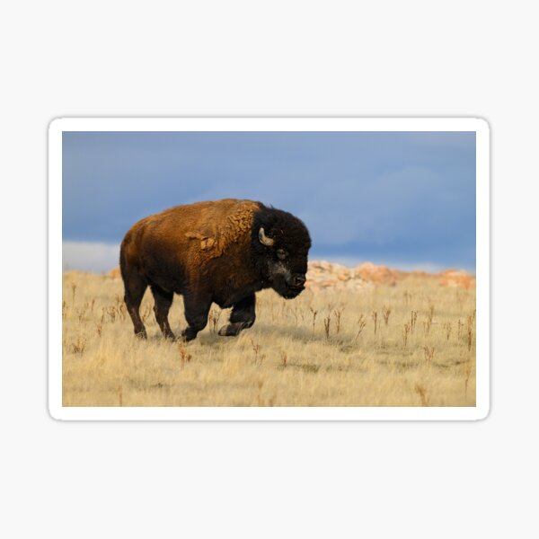 Item preview, Bison on the run designed and sold by Eivor Kuchta.