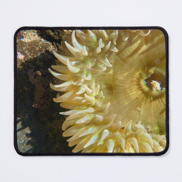Item preview, Anemone  designed and sold by PirateGirl28.